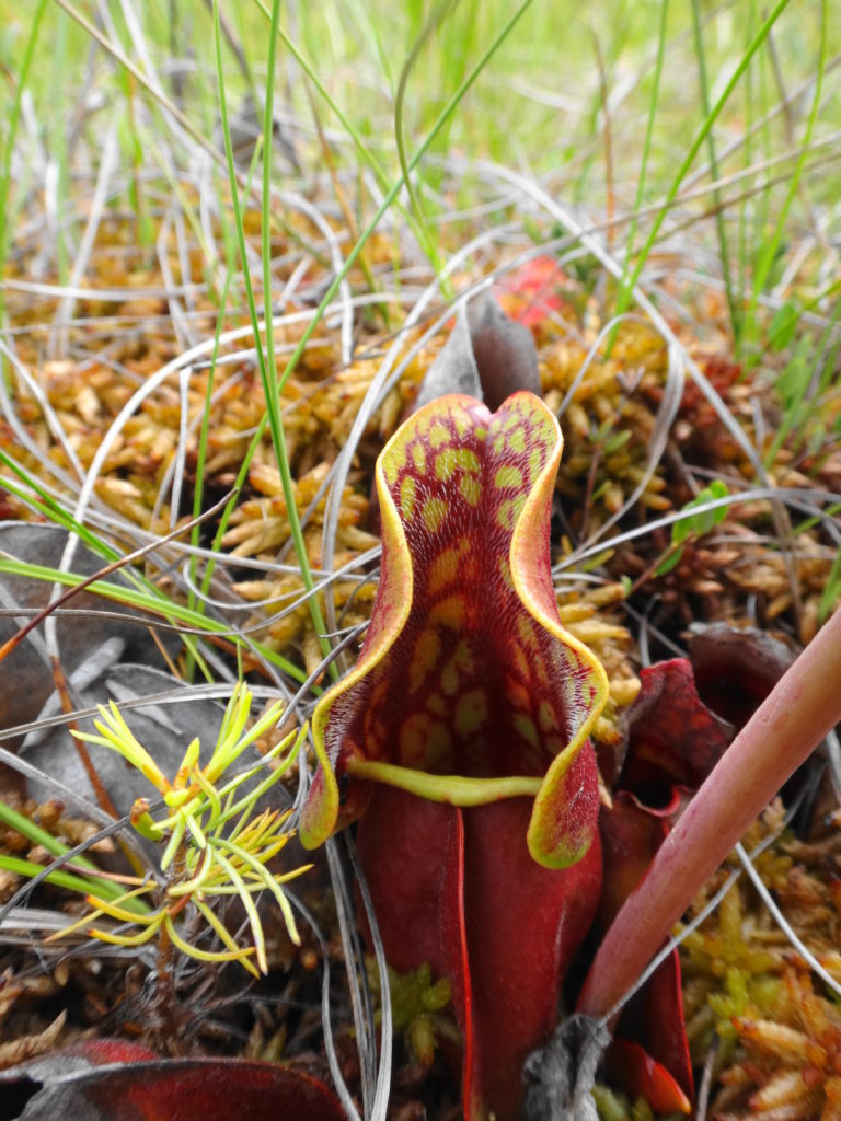 A pitcher plant grows amidst the mosses on a peat mat.