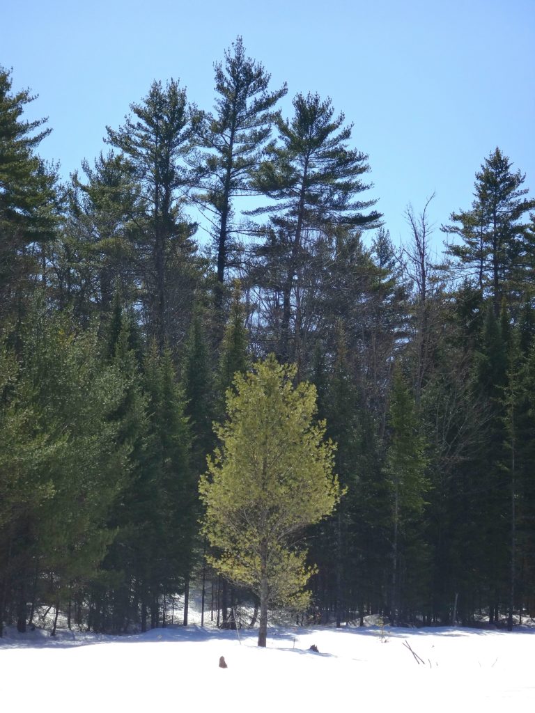 A young white pine sits at the edge of a snow-covered beaverpond, against a backdrop of older, darker pines.