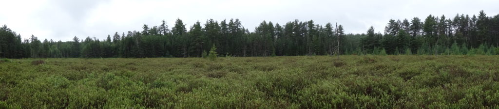 A wide-angle photography of a raised bog in the Petawawa Research Forest.