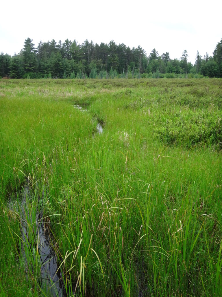 A narrow stream runs through a sedge meadow, fed by the raised bog in the background.