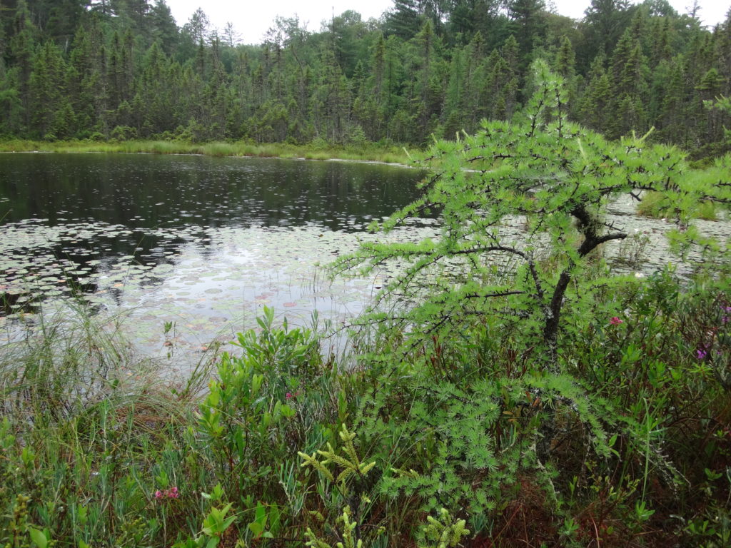 A type of rich fen, known as a "ring bog", surrounds a small pond in the Petawawa Research Forest.