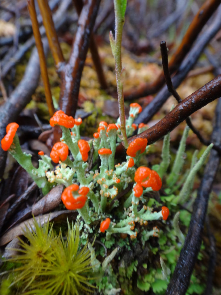 Orange-tipped lichen grows on a sphagnum mound in the Petawawa Research Forest.