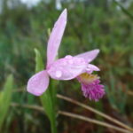A delicate pink orchid, called a rose pogonia, glistens with raindrops in a fen.