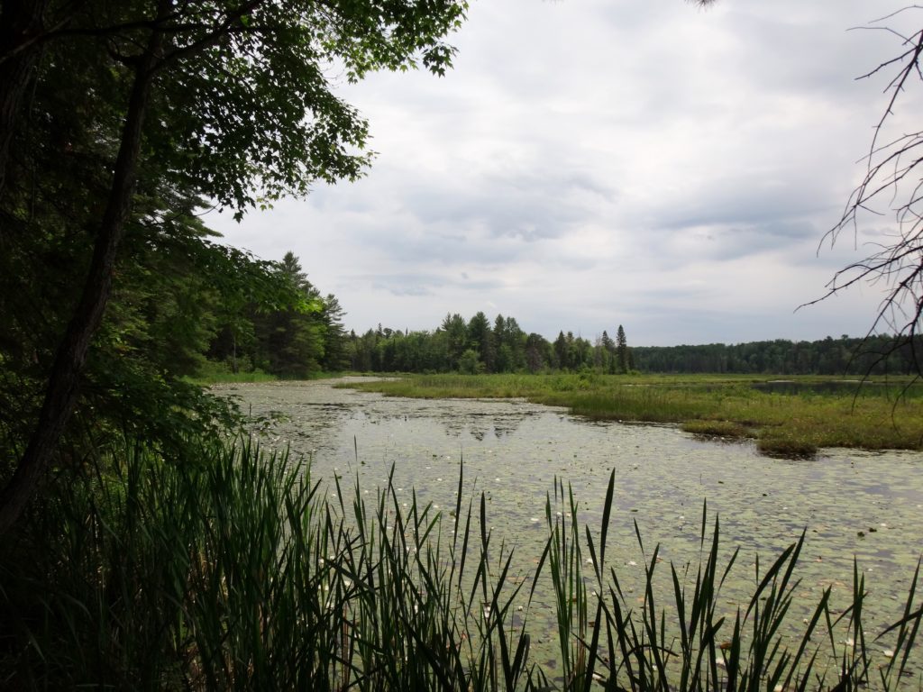 Trees and cattails frame the view of a lake which is covered by white water lilies and a floating fen mat.