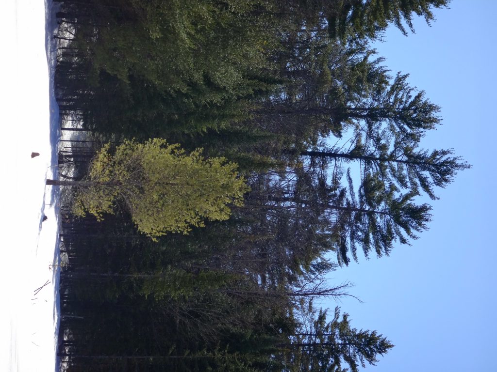 A young white pine stands alone at the edge of a snow-covered beaverpond, against the backdrop of darker, older pines.