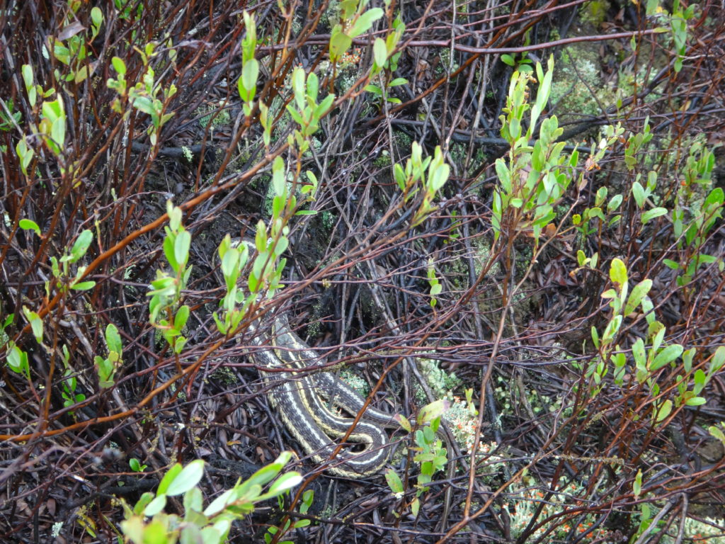 A gartner snake curls atop a sphagnum hummock in a bog in the Petawawa Research Forest