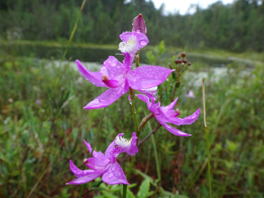 A swamp pink blooms on a fen mat in the Petawawa Research Forest.