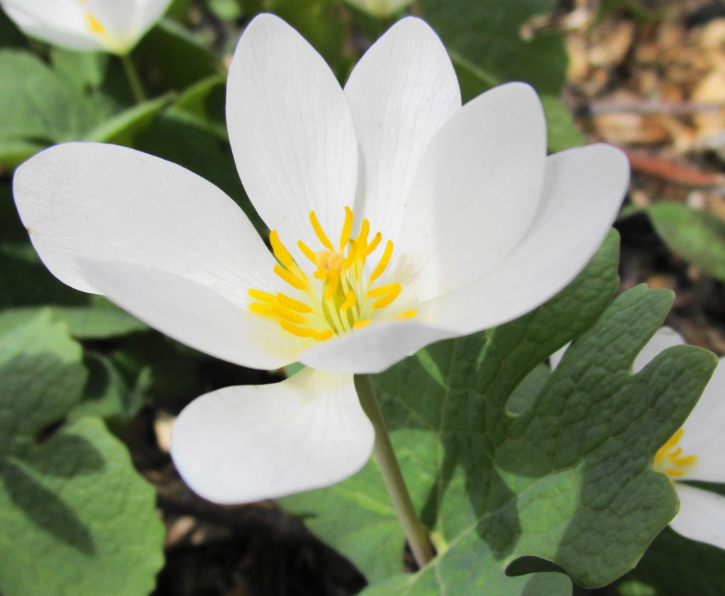 A white bloodroot flower glows in the spring sun.