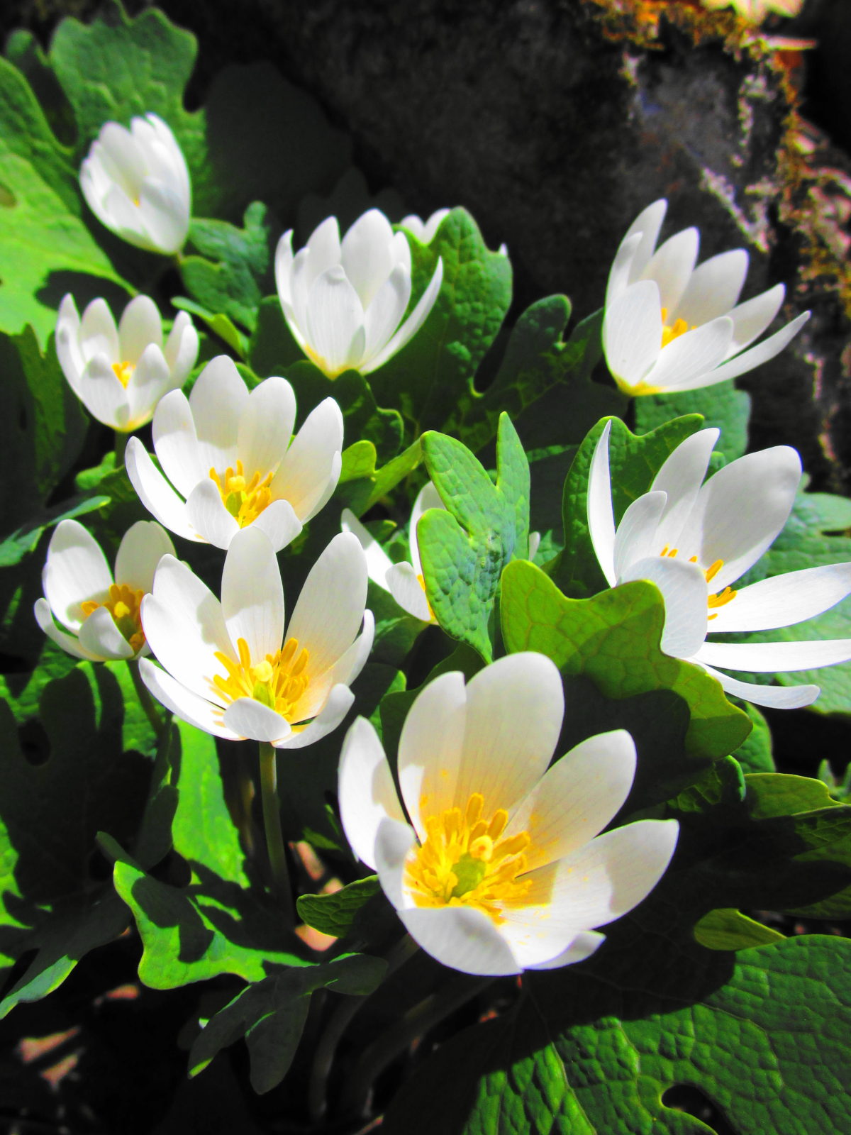 A small cluster of white bloodroot shines in the sun.