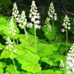 A cluster of white enchanter's nightshade blooms in the forest.