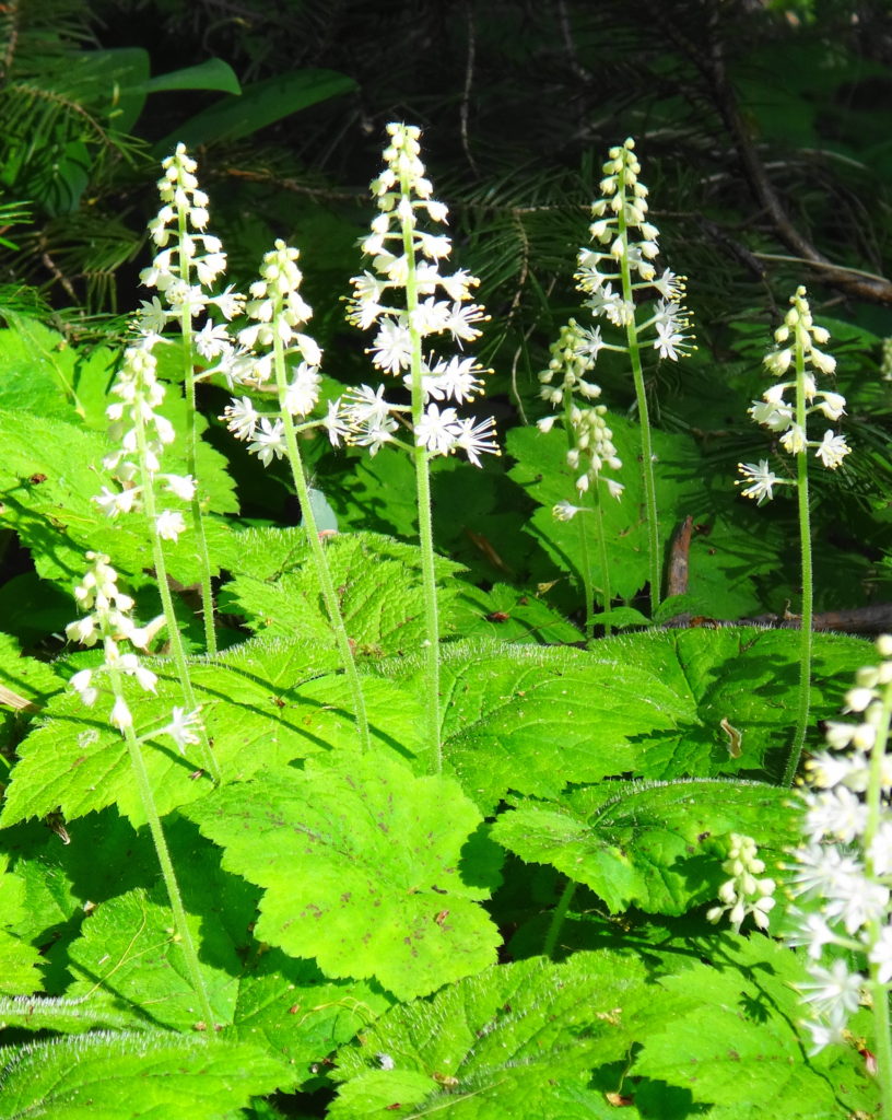 A cluster of white enchanter's nightshade blooms in the forest.