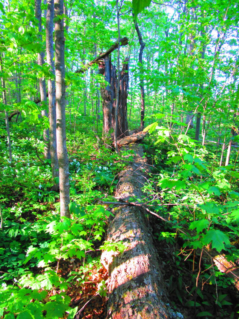 A fallen tree opens a gap in the forest canopy, allowing a profusion of new growth.