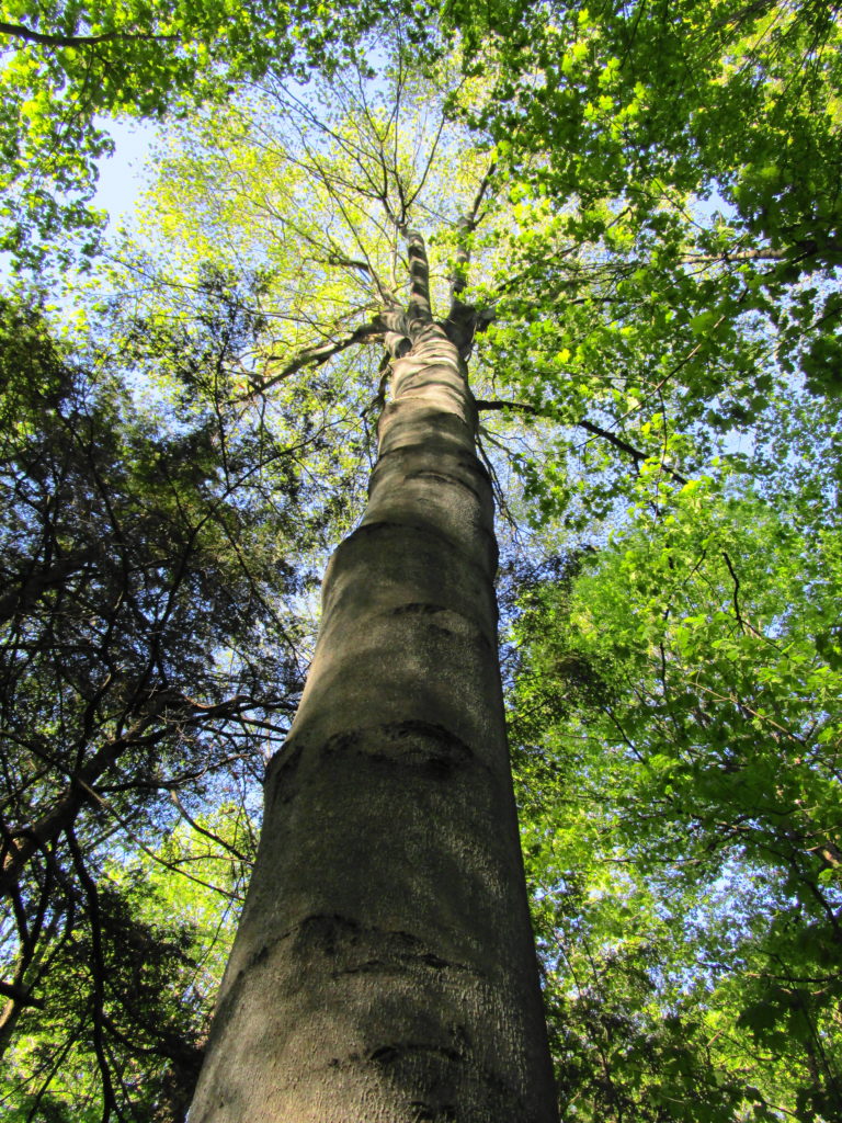 A mature beech tree towers into the forest canopy.