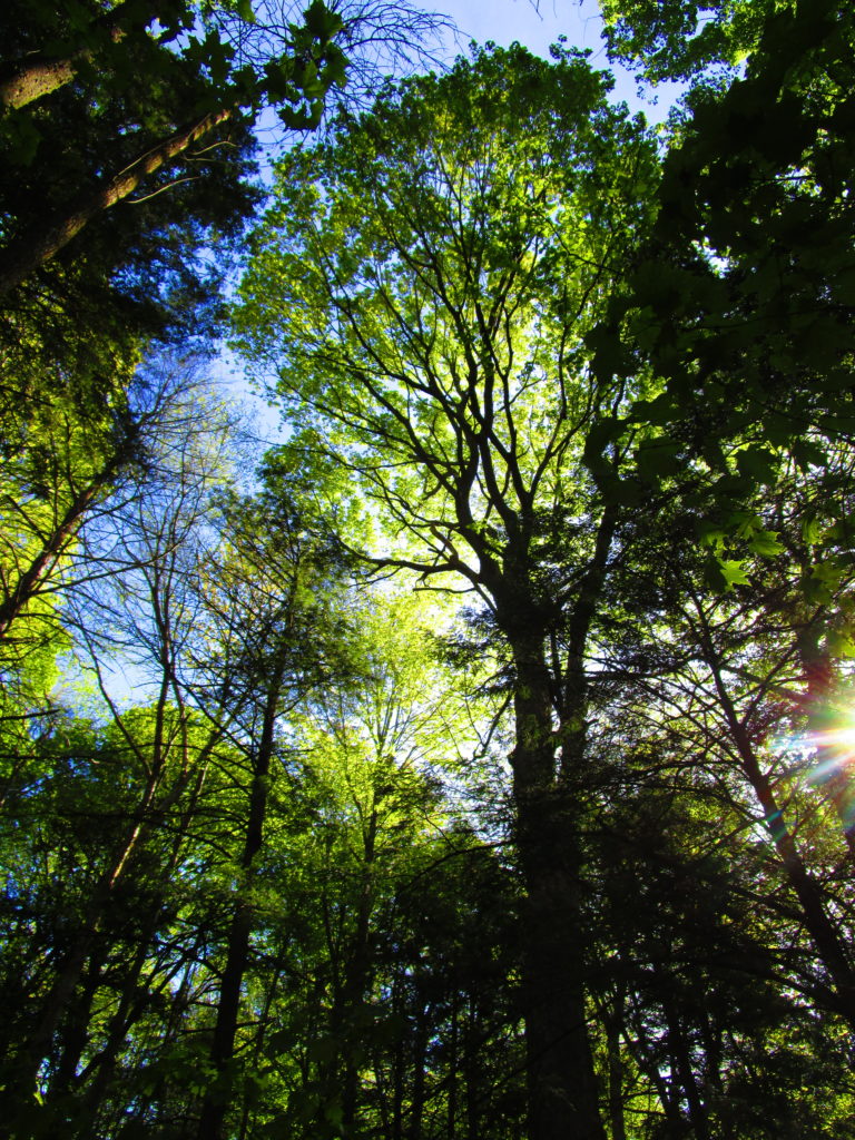 The sun glints through the towering canopy of the Manotick Drumlin Forest.