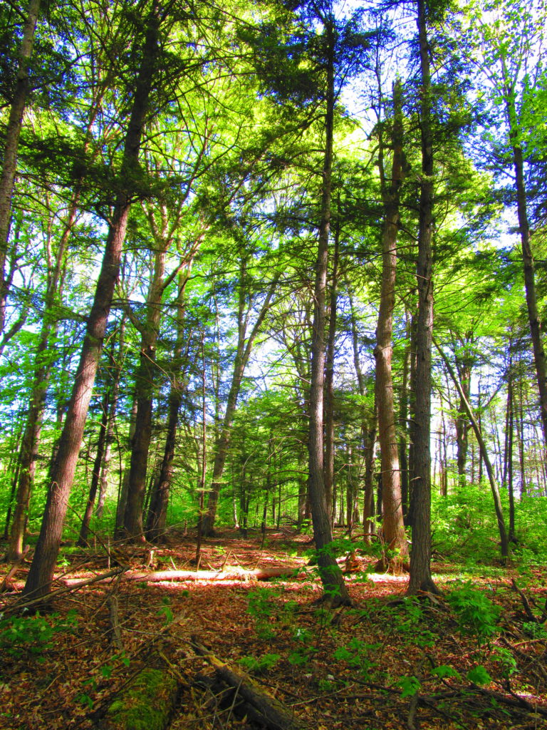 A group of young hemlock trees stand the understory of a hemlock grove.