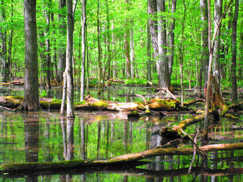 A forest pool lies under an emerald canopy of leaves.