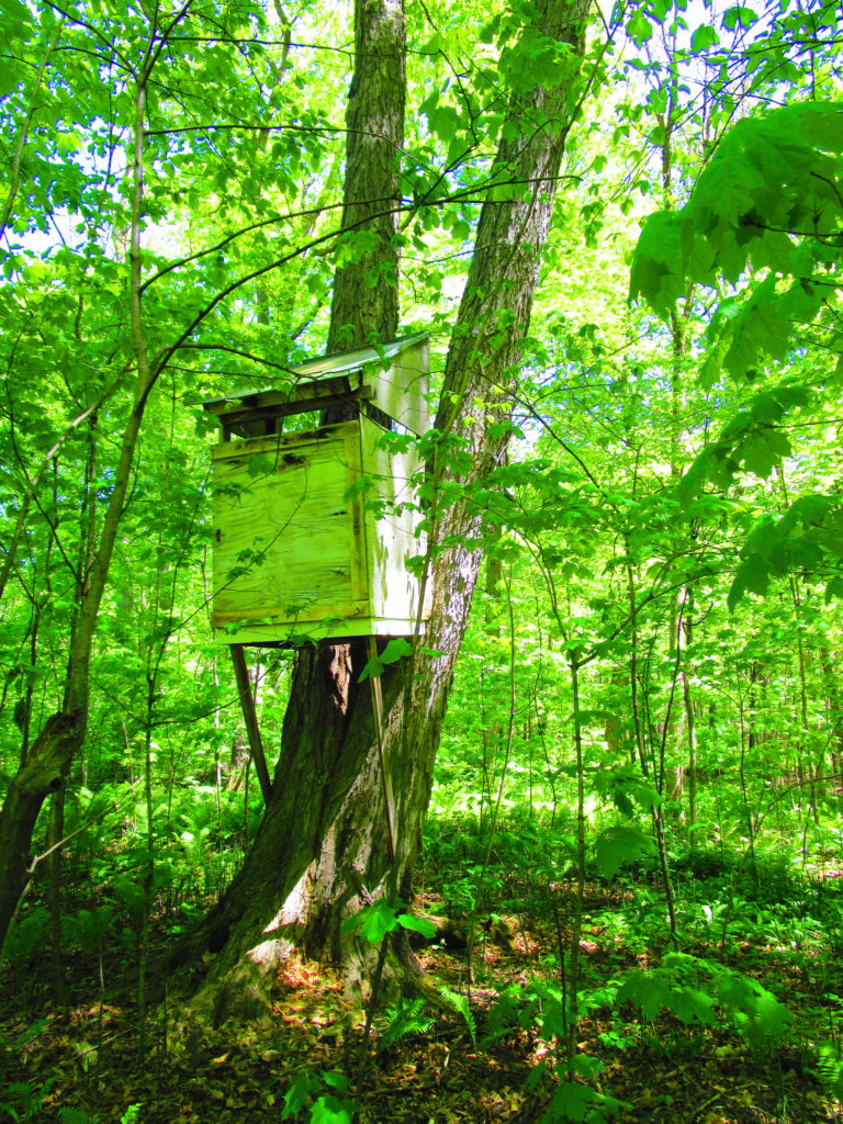 A small tree fort perches above the forest floor.