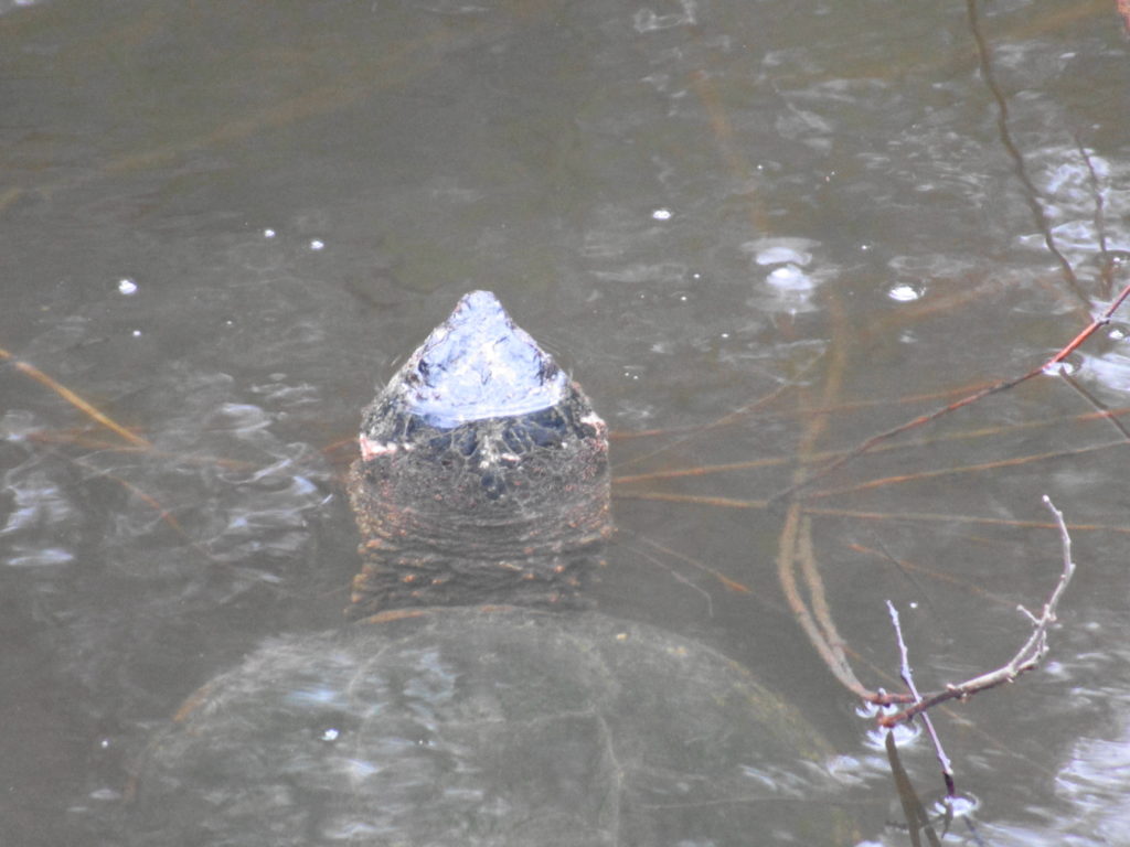 A large snapping turtle rises for a breath of air at Mud Lake.