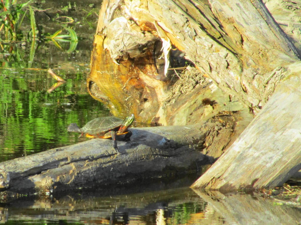 A painted turtle basks on a large log in the Rideau River.
