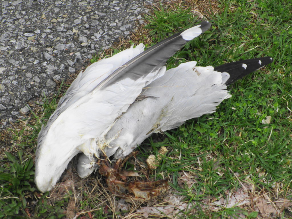 A pair of wings is all that remains of a ring-billed gull killed and plucked clean by a peregrine falcon.