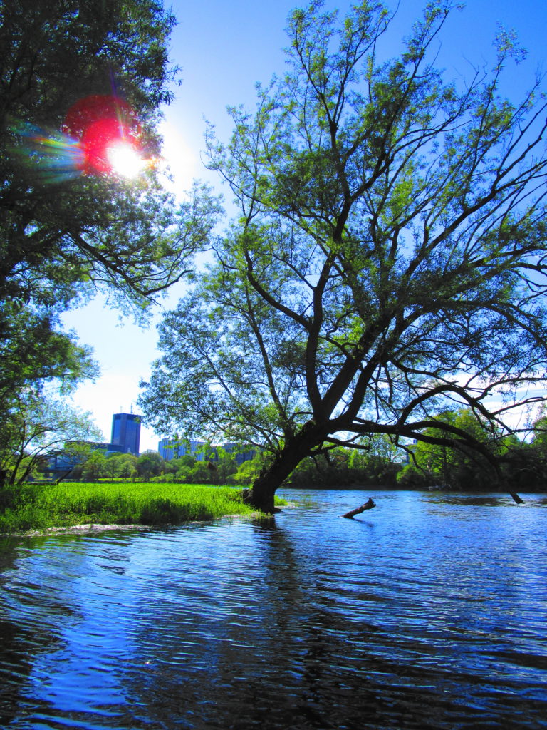 A crack willow leans out over the Rideau River.