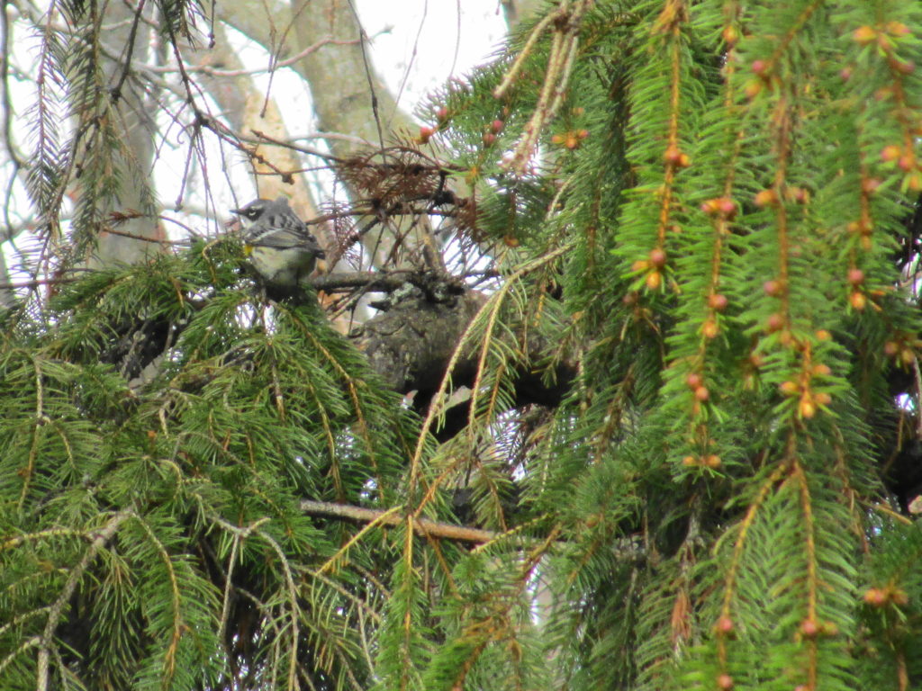 A yellow-rumped warbler perches in the branches of a spruce tree.