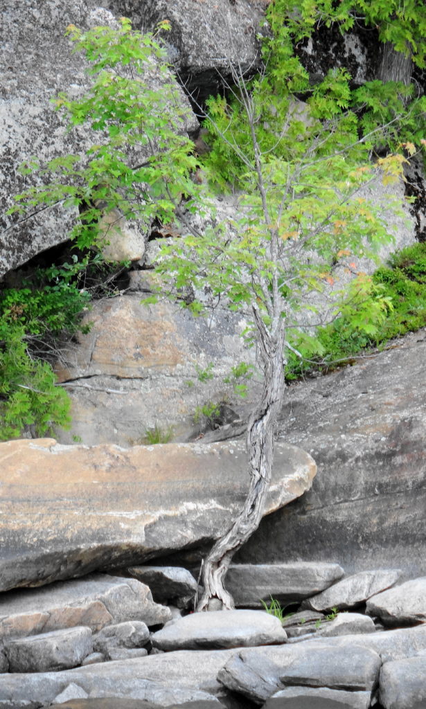 A stunted red maple grows from bare stone on the Quebec shoreline of the Ottawa River.