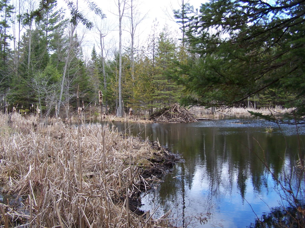 A beaver lodge sits on the edge of beaver pond in a forest.
