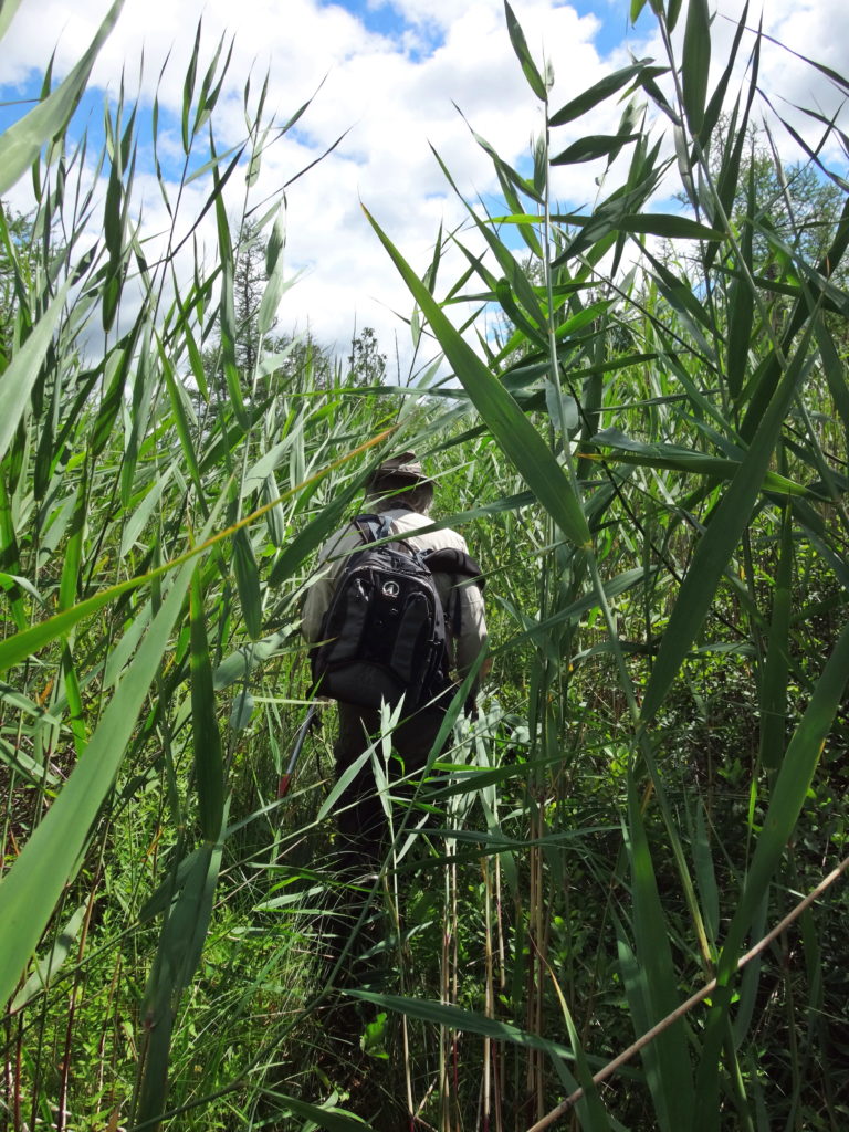 Reknowned naturalist, Michael Runtz, walks ahead along a deer trail in the Phragmites Fen.