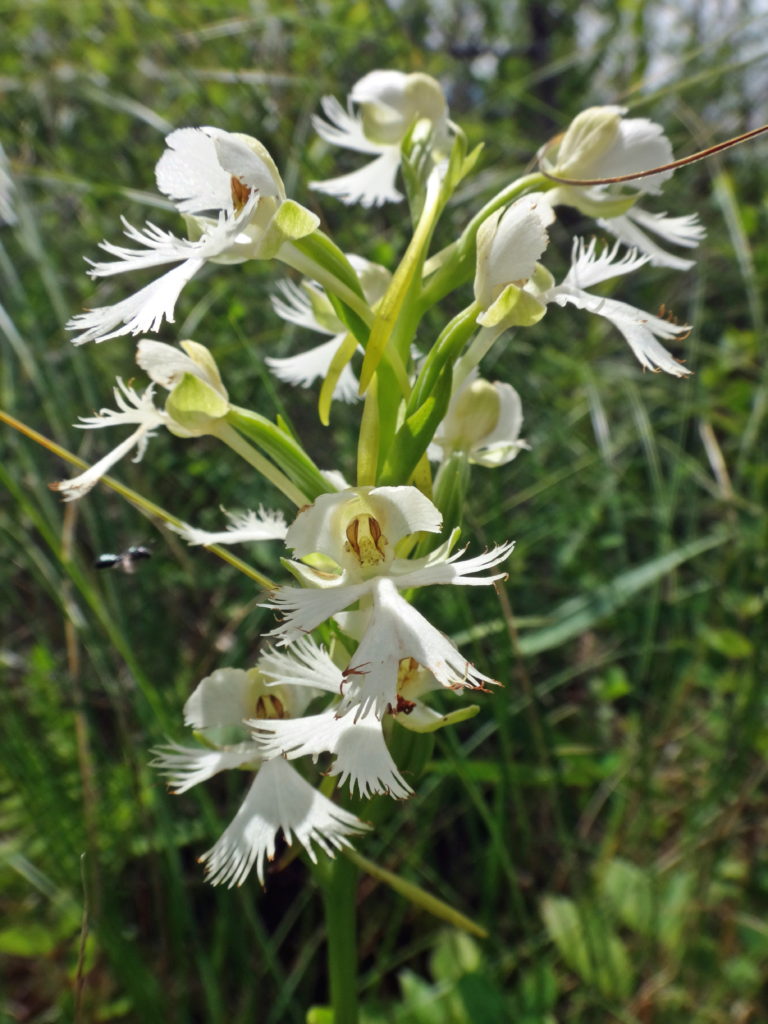 An endangered eastern prairie fringed orchid grows in a fen.
