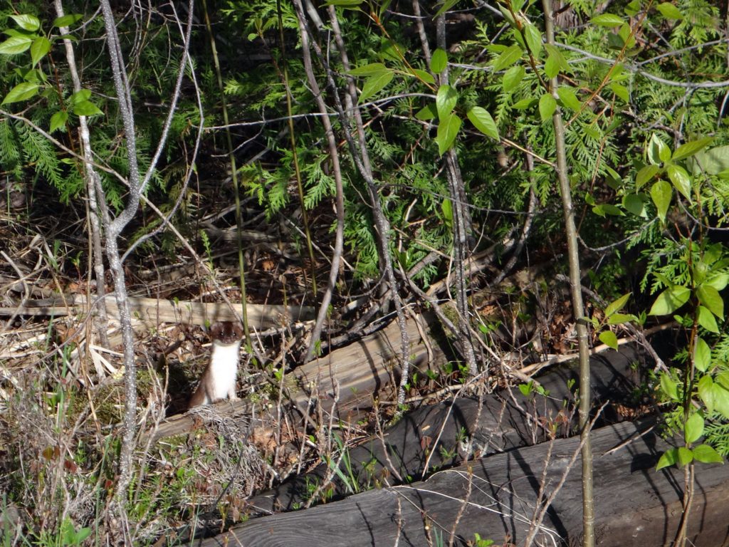 An ermine peers out from some brush in the Upper Poole Creek wetland.