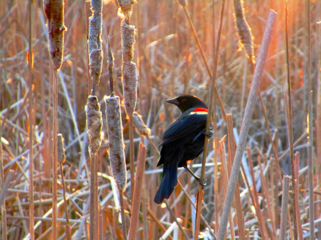A male red-winged blackbird clings to a cattail in the Dows Lake marsh.