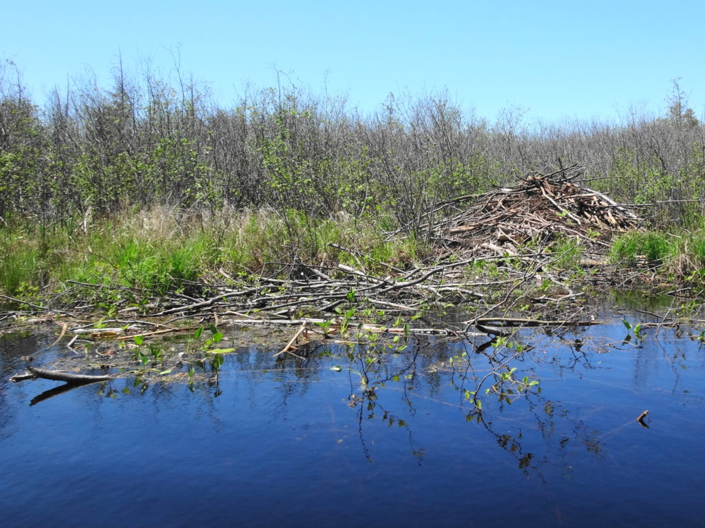 A beaver lodge and food pile sit at the edge of thicket swamp.