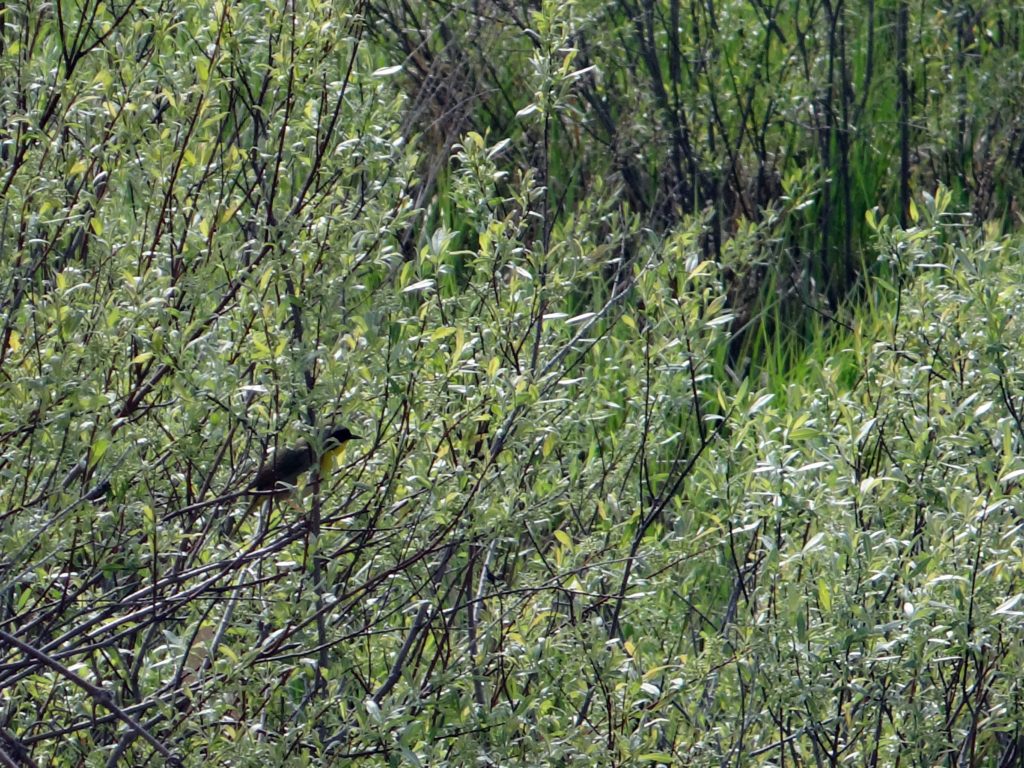 A common yellowthroat sings from a willow shrub.