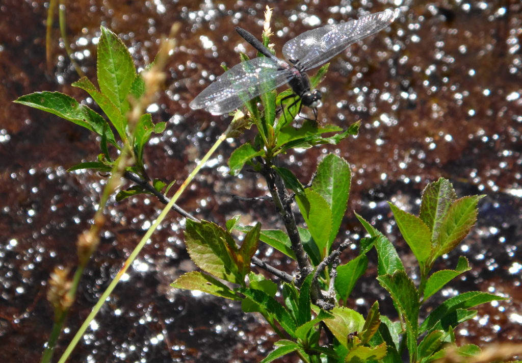 A dragonfly perches on a shrub in a fen.