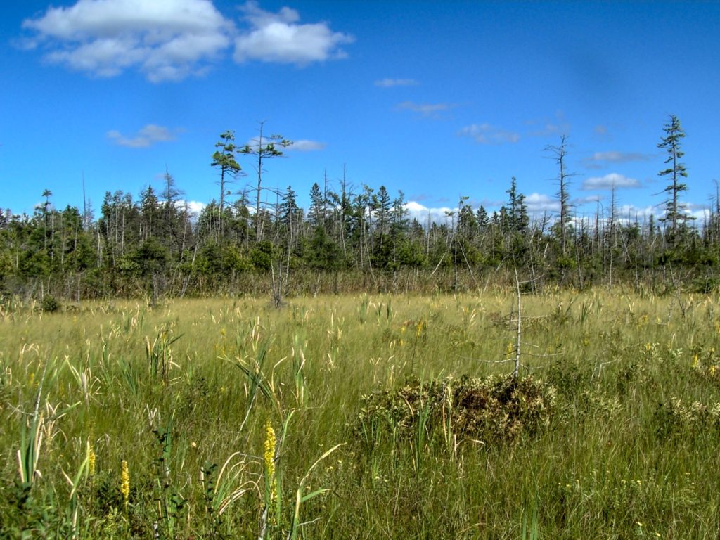 A blue sky shines down upon a floating fen in the Shirley's Bay area.