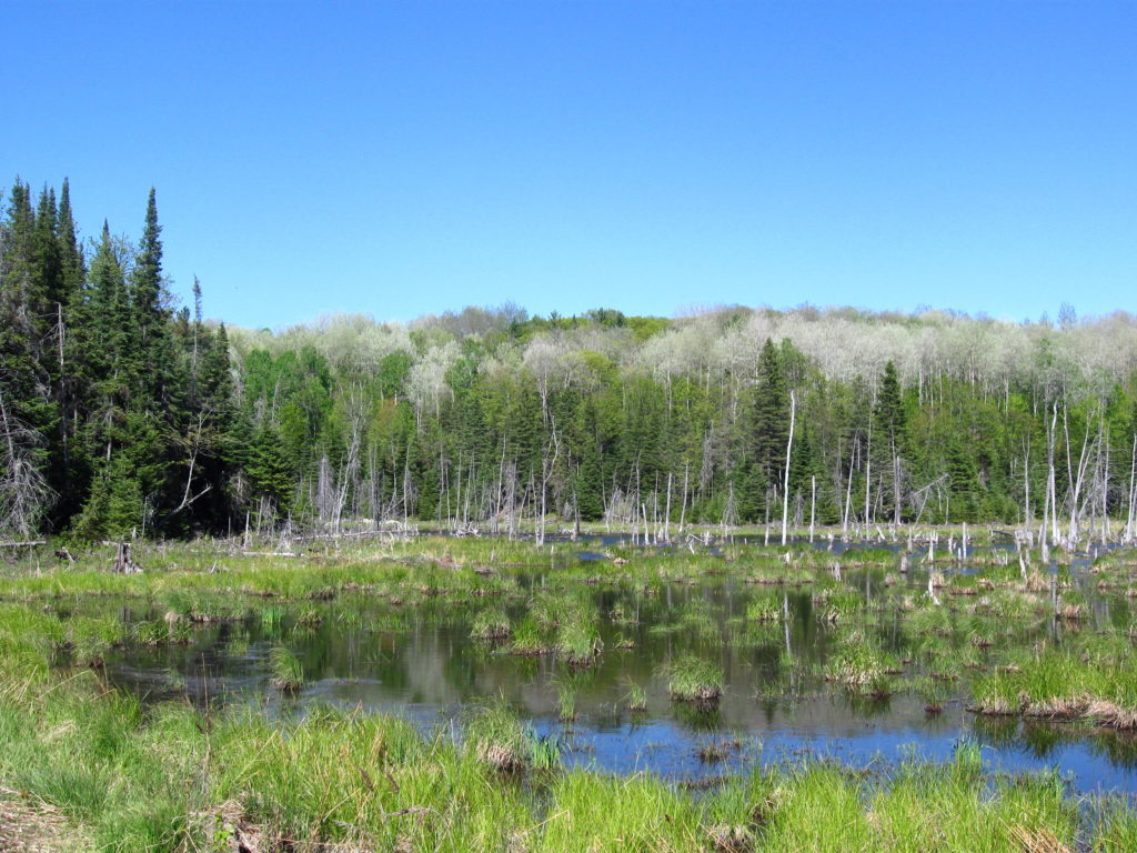 A marsh lies nestled amidst the trees of Gatineau Park.