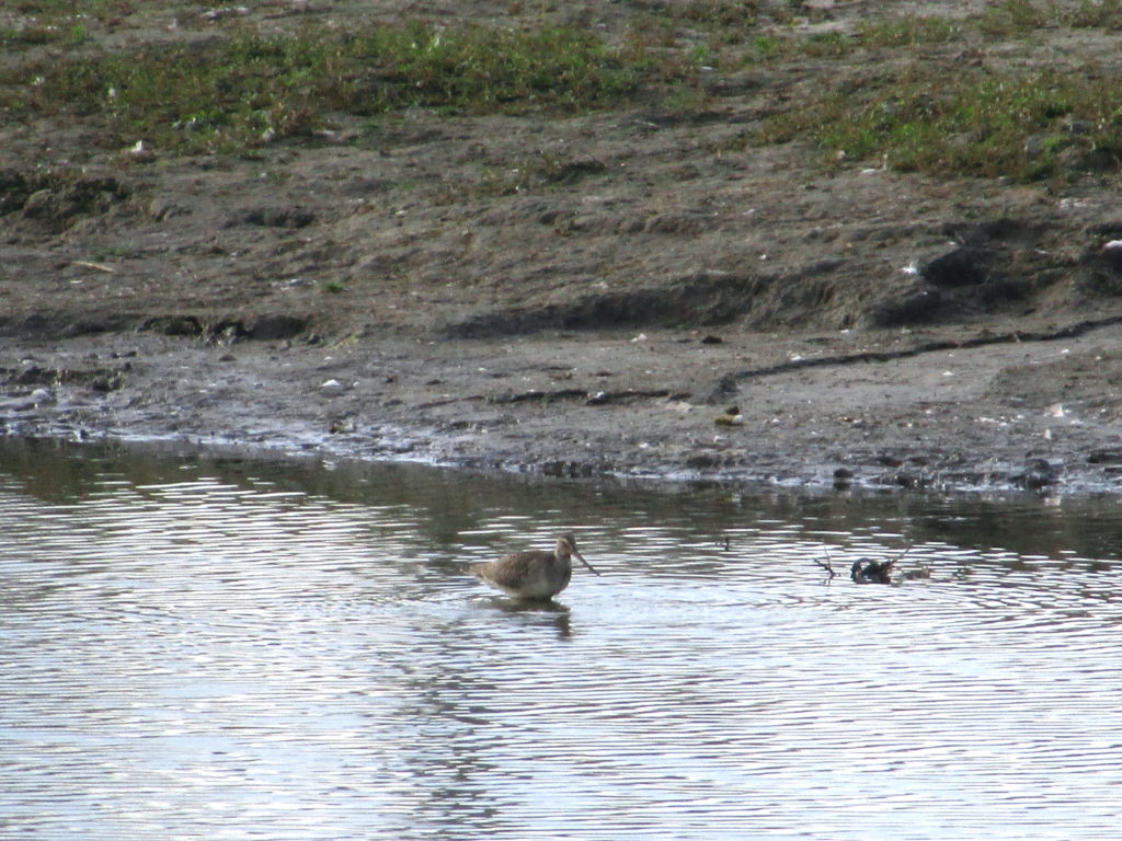 An Hudsonian godwit feeds in a muddy pond in the Carp River Restoration Area.