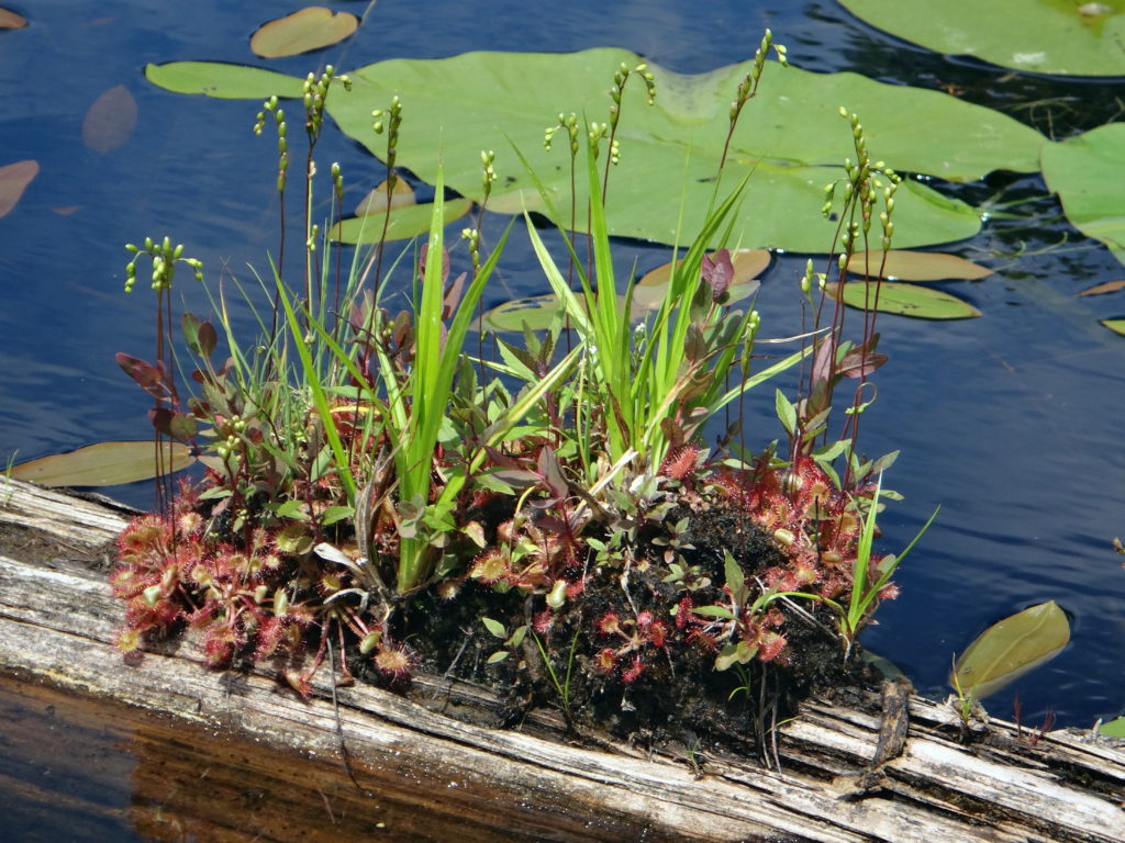 A patch of flowering sundews grows on floating log.