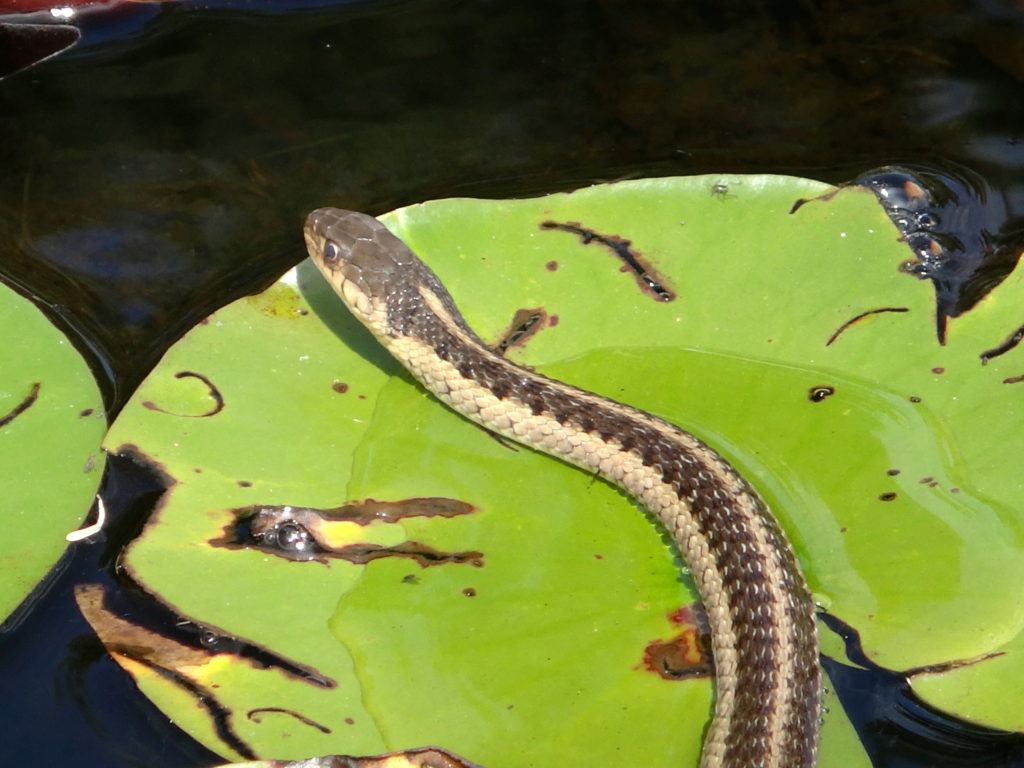 A garter snake slithers across a floating pond lily leaf.