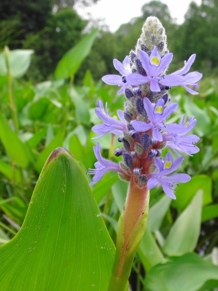 A purple pickerelweed grows in shoreline marsh.