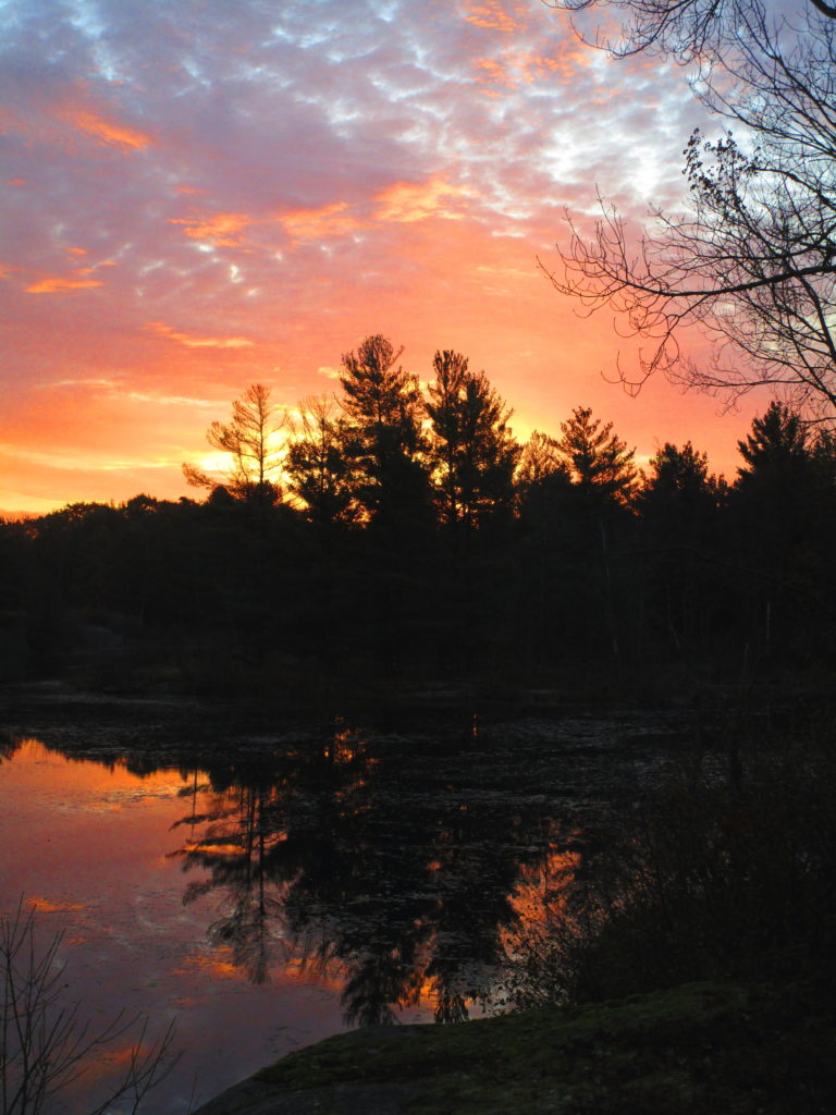 Across a pond, pine trees stand in silhouette against a pink and blue dawn sky.