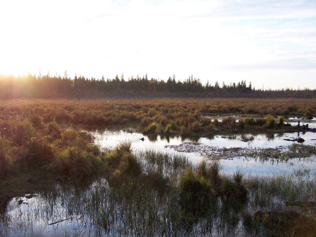 The sun sets on the Upper Poole Creek Wetland.