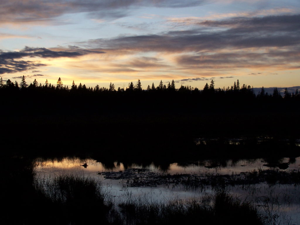 A copper sunset silhouettes the trees behind the Upper Poole Creek Wetland.