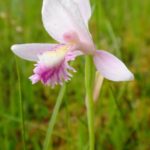 A solitary, pink rose pogonia rises from a fen mat.