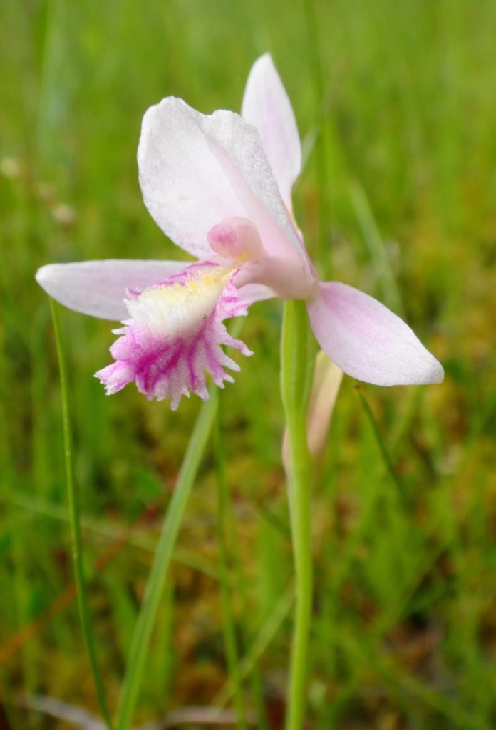 A solitary, pink rose pogonia rises from a fen mat.