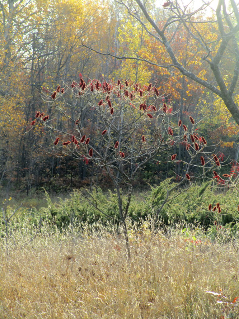 Morning sunlight catches on a young staghorn sumac.