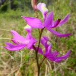 A close-up photograph of an orchid called Swamp Pink.