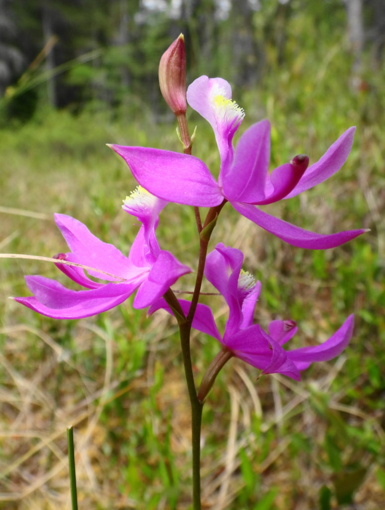 A close-up photograph of an orchid called Swamp Pink.