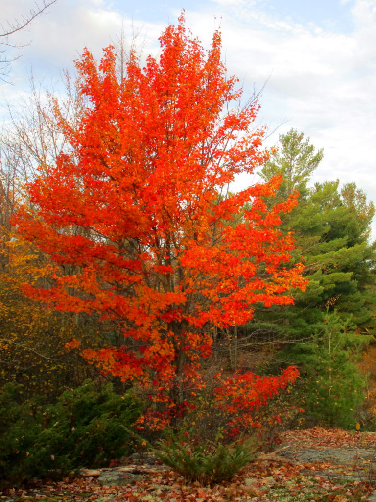 A red maple glows in the morning sun.